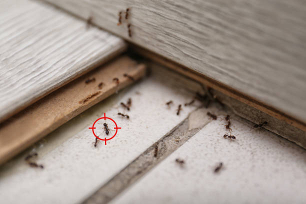 Best Rat Extermination Near Me  in Cherry Hill, VA