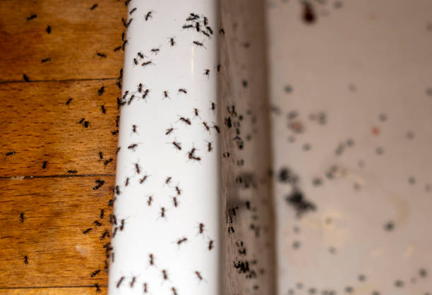 Best Pest Inspection Near Me  in Cherry Hill, VA